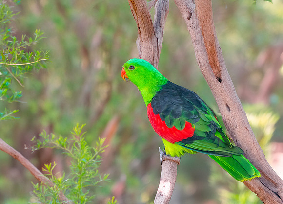 Red winged parrot