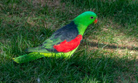 Red winged parrot