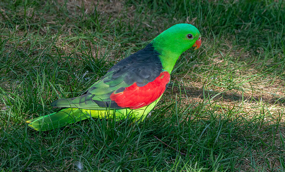 Red winged parrot