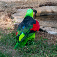 Red winged parrot