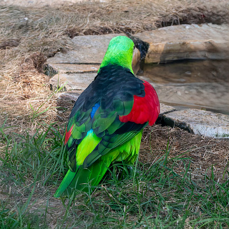 Red winged parrot