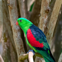 Red winged parrot