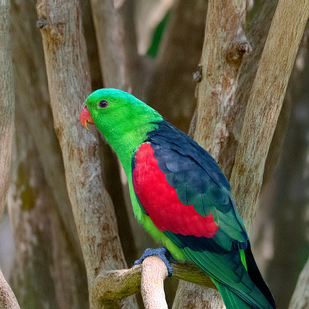 Red winged parrot