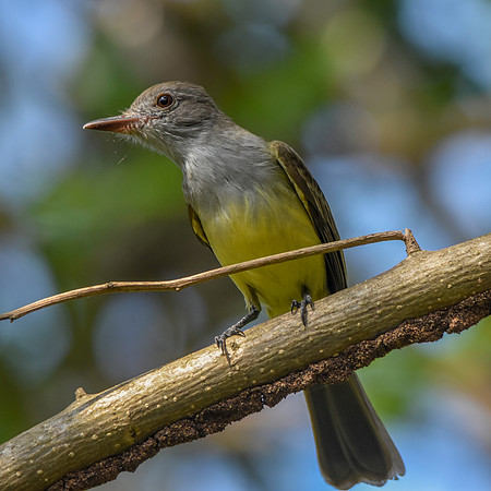 Panama flycatcher