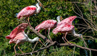 Roseate spoonbills
