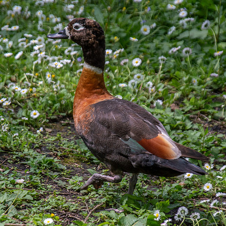 Australian shelduck