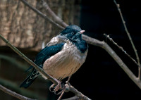 Rosy starling