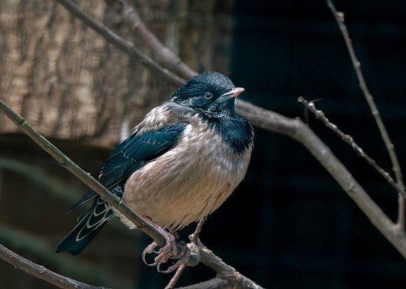 Rosy starling