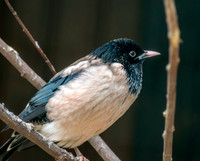 Rosy starling