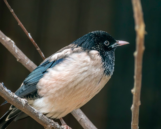 Rosy starling