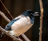 Rosy starling