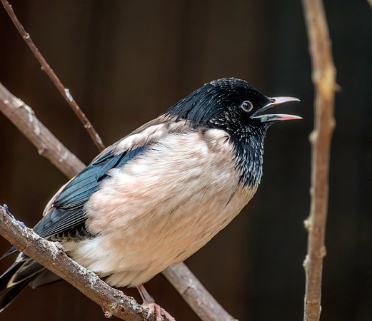 Rosy starling