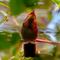 Ruby topaz hummingbird