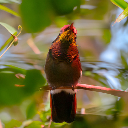 Ruby topaz hummingbird