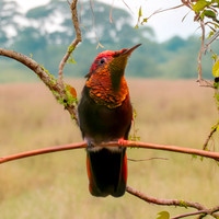 Ruby topaz hummingbird