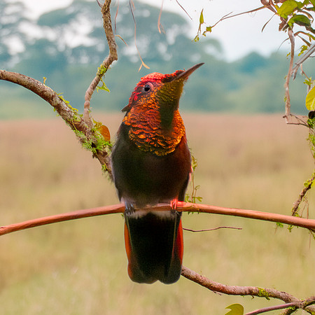 Ruby topaz hummingbird
