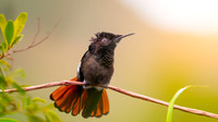 Ruby topaz hummingbird