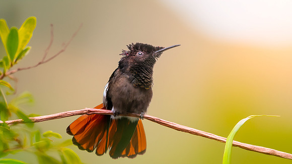 Ruby topaz hummingbird