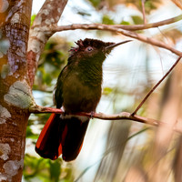 Ruby topaz hummingbird