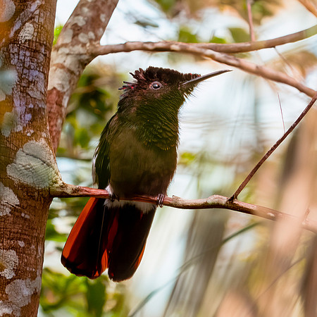 Ruby topaz hummingbird