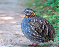 Rufous throated partridge