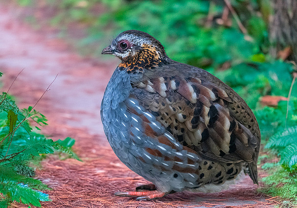 Rufous throated partridge
