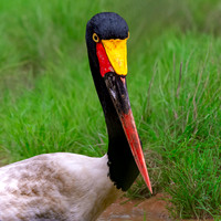Saddle billed stork