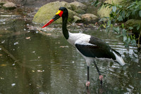 Saddle billed stork