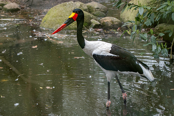 Saddle billed stork