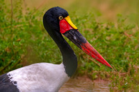 Saddle billed stork