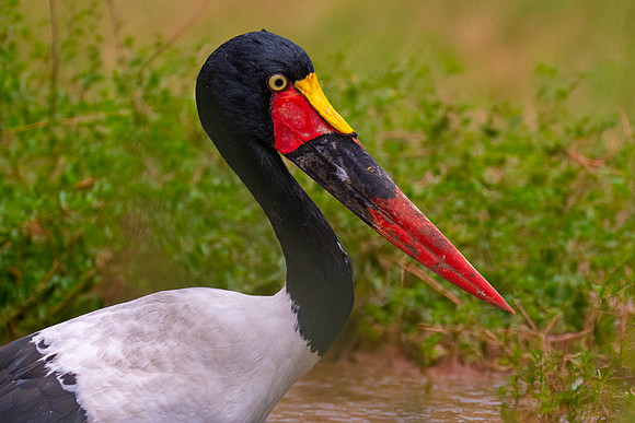 Saddle billed stork