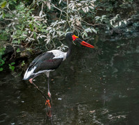 Saddle billed stork
