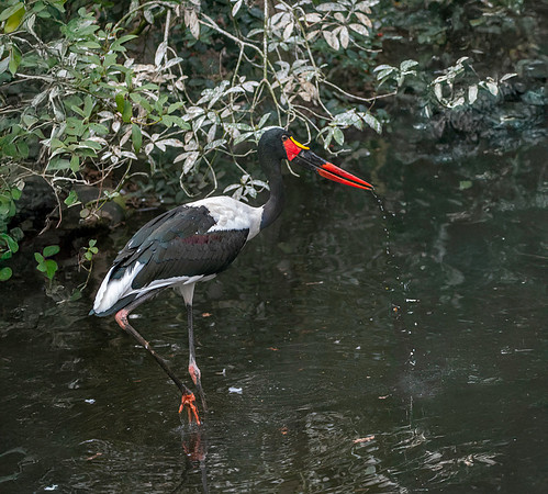 Saddle billed stork