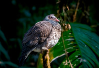 Scaled pigeon