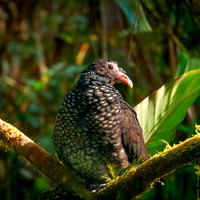 Scaled pigeon