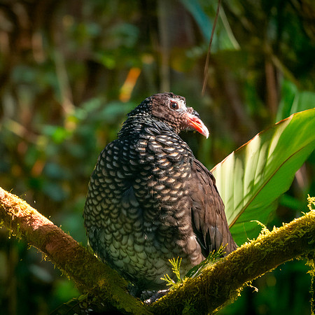 Scaled pigeon