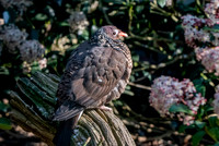 Scaled pigeon