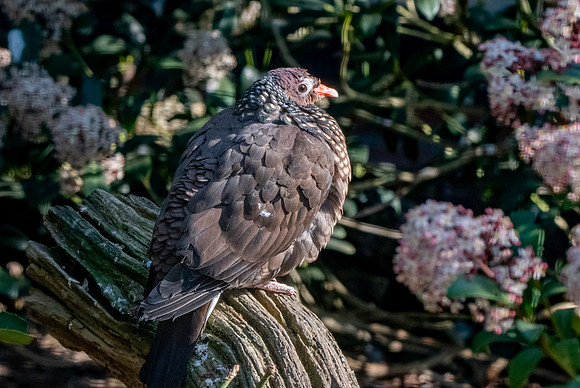 Scaled pigeon