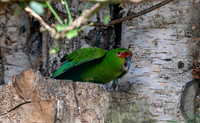 Slender billed parakeet
