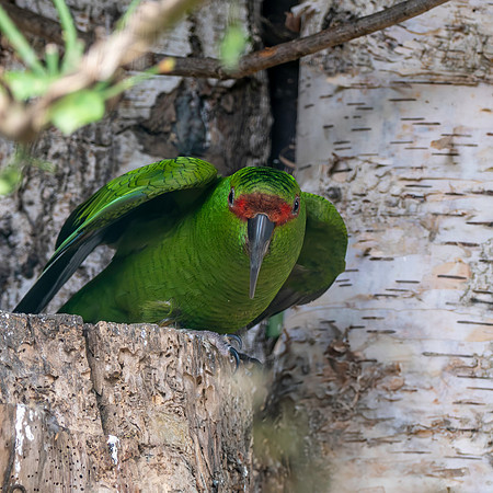 Slender billed parakeet
