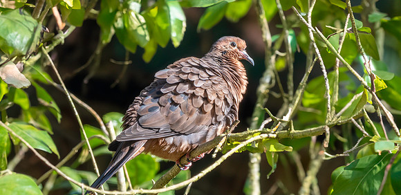 Socorro dove