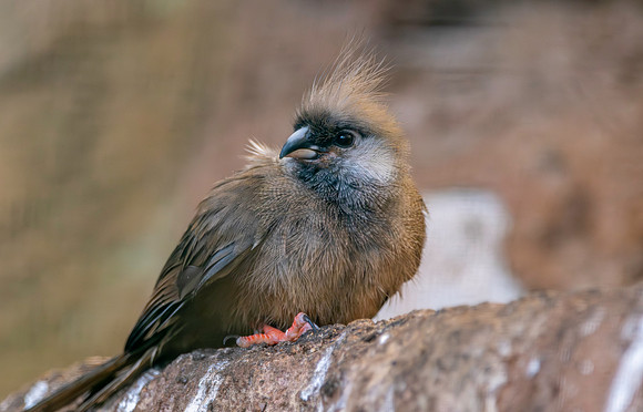 Speckled mousebird