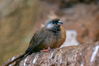 Speckled mousebird