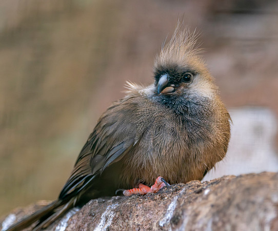 Speckled mousebird