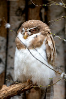 Spectacled owl