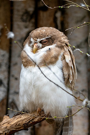Spectacled owl