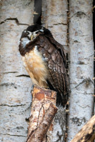 Spectacled owl