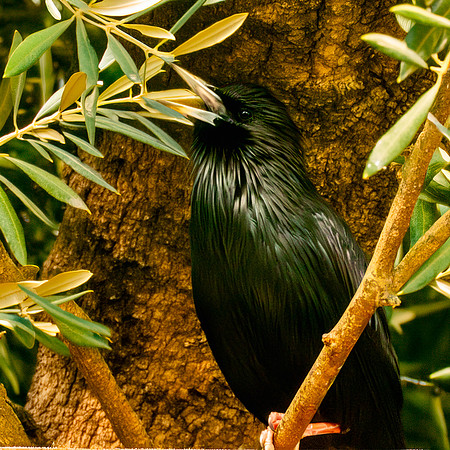 Spotless starling