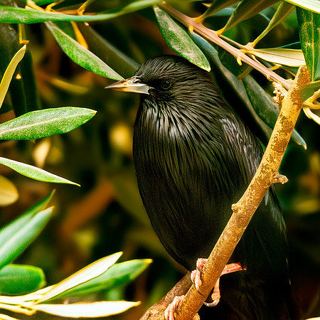 Spotless starling