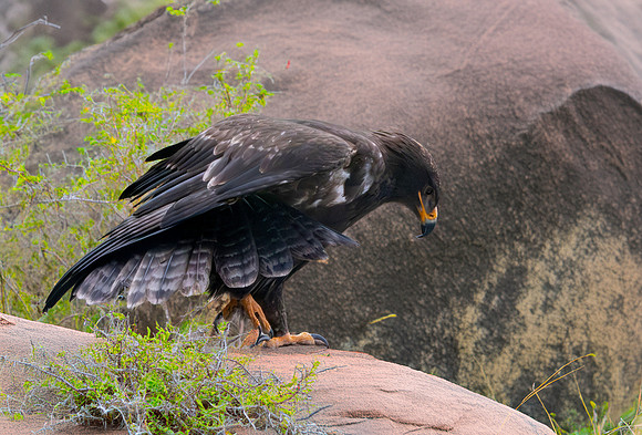 Steppe eagle